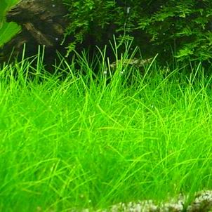 Dwarf Hairgrass